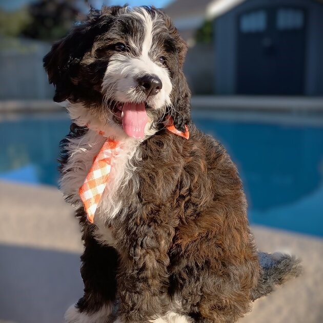 Picture of a Bernedoodle Puppy